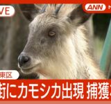 【緊急ライブ】名古屋市の住宅街にカモシカ出現  捕獲なるか【LIVE】(2025年6月2日) ANN/テレ朝