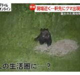 男性の遺体発見場所近くでクマ再び目撃「うなり声聞いた」通報も　2頭以上出没の可能性…