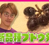 【高槻の王】村上信五さんら開発のブドウ「パープルM」お披露目！「シャインマスカットにかわるところまでいきたい」地元「大阪・高槻産」のブランドブドウ目指して　3～4年後の収穫目指す〈カンテレNEWS〉