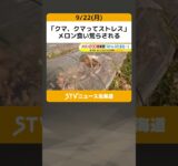 「クマ、クマってストレス」メロン食い荒らされる　近くにはヒグマの足跡　北海道厚沢部町 #shorts