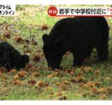 中学校から50メートルの林にクマ3頭…FNNカメラが捉える　生徒たちは集団下校　岩手・八幡平市